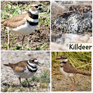 Killdeer